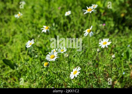 Fiori di margherite selvatici che crescono su prato. Camomiles bianco su sfondo verde erba. Margherita comune, margherita di cane, margherita di Oxeye, vulgare di Leucanthemum, margherite, Foto Stock