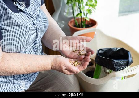 Primo piano delle mani della donna anziana che tengono semi di piselli prima di piantare nel terreno in pentole di torba. La nonna coltiva le proprie verdure e fiori sul paese Foto Stock