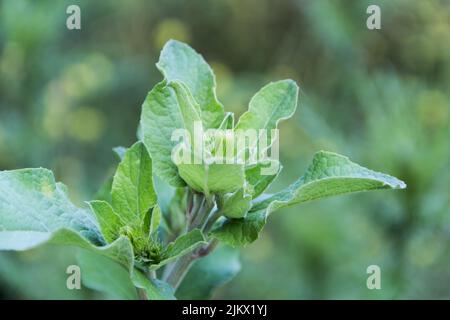 Da vicino le foglie di burdock crescono selvatiche nelle montagne di Cordoba, Argentina Foto Stock