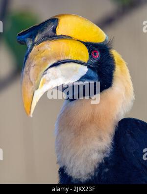 Un primo piano di un uccello con una testa gialla e un grande becco di fiocco Foto Stock