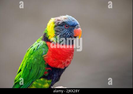 Primo piano di un Lorikeet arcobaleno (Trichoglossus moluccanus) Foto Stock