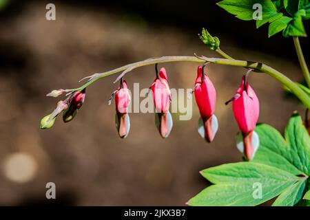 Il cuore sanguinante è un delicato fiore a forma di cuore rosa-rosso Foto Stock