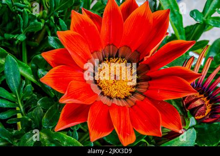 Primo piano fiore daisy africano nel giardino Foto Stock