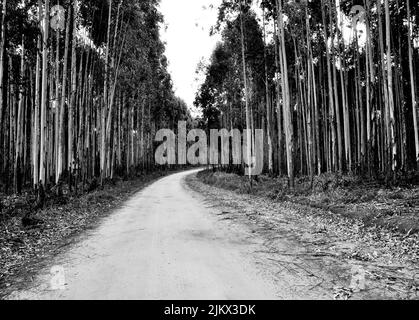 Una scala di grigi del sentiero stretto attraverso gli alberi nella foresta Foto Stock