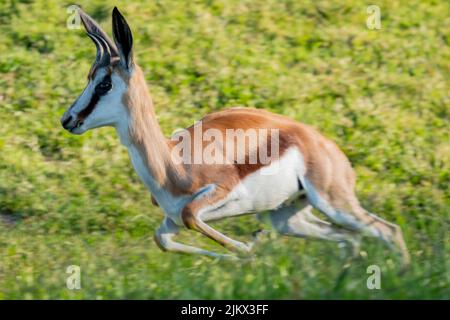 Primo piano di un pronghorno (antilope) che scorre liberamente sul campo verde Foto Stock