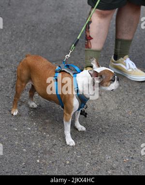 Un uomo cammina con il suo cane da compagnia a Santa Fe, New Mexico. Foto Stock
