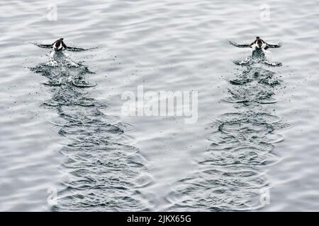 Un'immagine in scala di grigi di due guillemots che lasciano tracce d'acqua con ondate Foto Stock