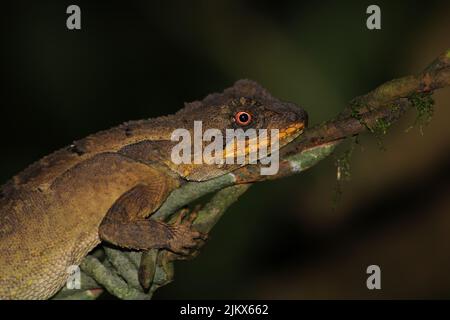 Una lucertola di montagna variegata femminile (Japalura variegata) poggiata su una recinzione di filo spinato. Foto Stock