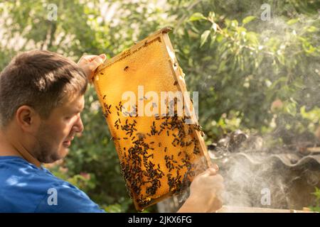 Telaio con nidi d'ape e api. L'apicoltore guarda il lavoro delle api nell'alveare. Foto Stock