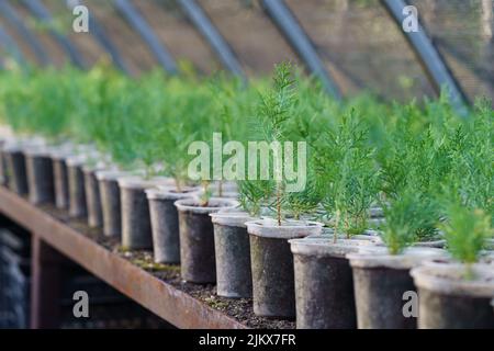 I giovani alberi di conifere crescono in piccoli vasi messi su bancone in lunghe file sotto copertura protettiva Foto Stock