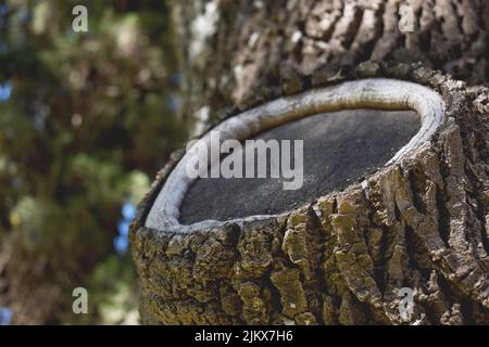 tronco d'albero già guarito in un parco all'aperto Foto Stock