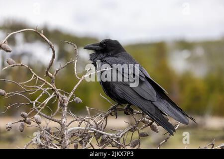 Grande Black Common Raven nel Parco Nazionale di Yellowstone Foto Stock