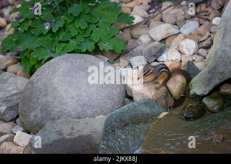 Chipmunk snack su seme in cortile accanto a una caratteristica d'acqua Foto Stock