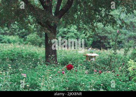 Una vista panoramica delle rose rosse che fioriscono in arbusti verdi in un parco contro un albero Foto Stock