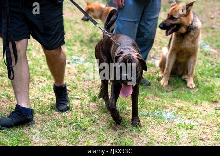 Boxer e il pastore tedesco, sulla guinziglia, accanto ai loro proprietari in una passeggiata nel pomeriggio. Foto di alta qualità Foto Stock