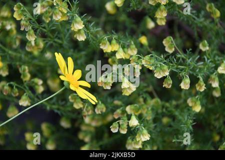 Un primo piano di fiori africani Bush Daisy in un giardino con foglie verdi Foto Stock