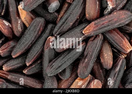 Riso tailandese integrale nero al microscopio, larghezza immagine 15mm Foto Stock