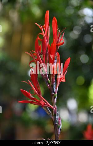 Un primo piano verticale di un fiore di giglio di canna rosso in un giardino su uno sfondo verde sfocato Foto Stock