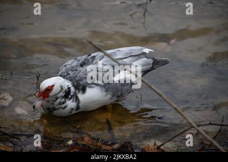 Una foto poco profonda di un'anatra moscovy grigia che nuota in un lago poco profondo vicino alla costa Foto Stock