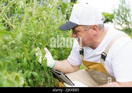 Un agricoltore con una tavoletta esamina lentamente le piante - pomodori. Agricoltura e giardinaggio Foto Stock