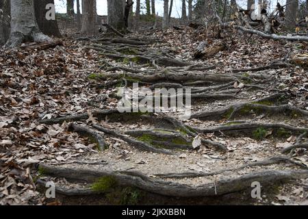 Un sentiero con radici di alberi in una foresta con un sacco di foglie cadute sul terreno Foto Stock