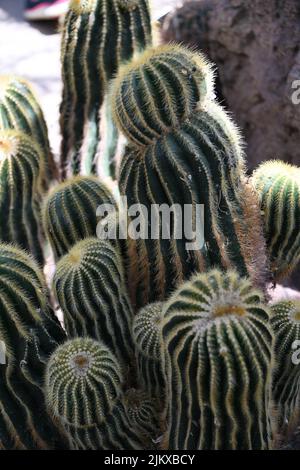 Un primo piano verticale di lungo verde Golden Barrel Cacti cresciuto all'aperto Foto Stock