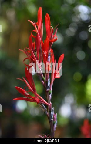 Un primo piano verticale di un fiore di giglio di canna rosso in un giardino su uno sfondo verde sfocato Foto Stock