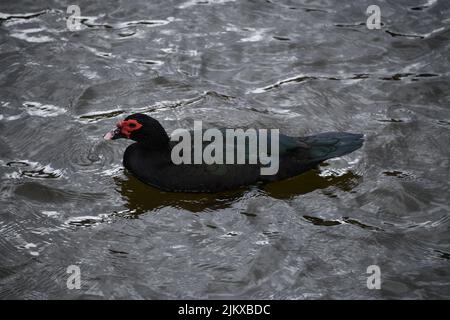 Un'anatra moscovica con piume nere che nuotano in un lago grigio ondulato Foto Stock