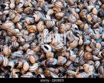 In mostra lumache dal vivo in una bancarella di mercato di strada a Marrakech, Marocco Foto Stock