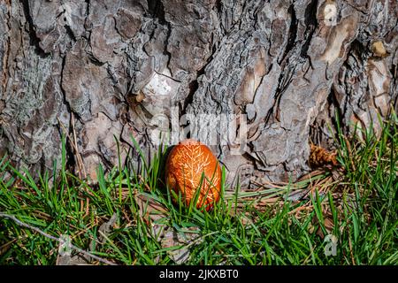 Uova di Pasqua tinte naturalmente con cipolla Skins Foto Stock