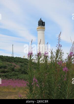 Completato nel 1846, il faro di Covesea è un punto di riferimento sulla costa del Moray Firth, circondato dalle tonalità viola di rosebay willowherb. Foto Stock