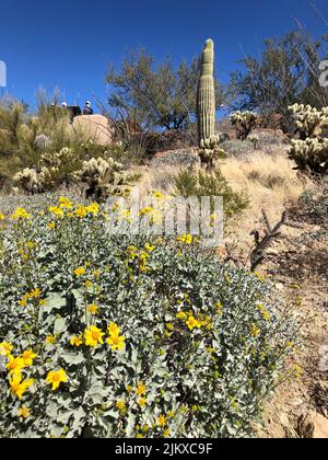 Una bella vista di diversi tipi di cactus e piante che crescono nel giardino contro il cielo blu in una giornata di sole Foto Stock