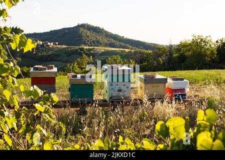 Alveari di api artificiali in un paesaggio collinare di campagna in estate. Apicoltura o apicoltura sta ottenendo popolare. Foto Stock