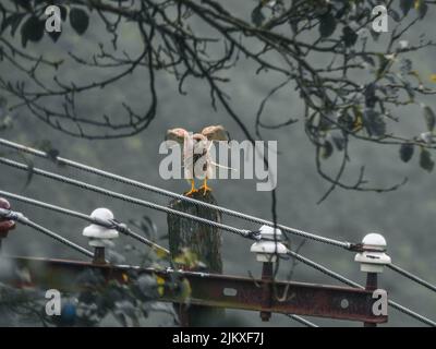 Il kestrel comune maschio arroccato sul polo di trasmissione. Falco tinnunculus. Foto Stock