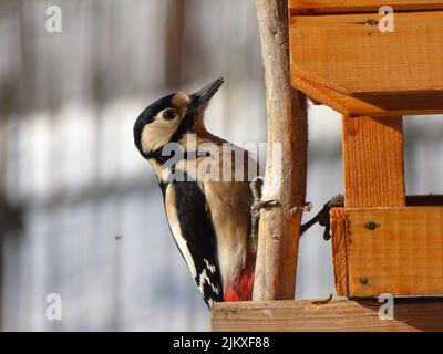 Un primo piano di un grande picchio macchiato, Dendrocopos Major arroccato sul ramo. Messa a fuoco superficiale. Foto Stock