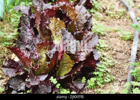 Lattuga di cavolo prodotta in un giardino agroecologico Foto Stock