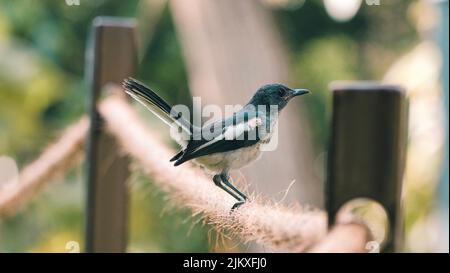 Un primo piano di un adorabile magpie-robin orientale arroccato su una spessa corda da recinto Foto Stock