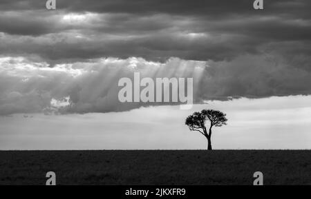 Un colpo in scala di grigi di un albero solitario in un campo contro un cielo nuvoloso Foto Stock