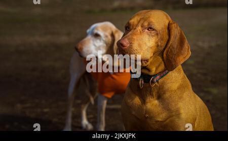 UN GIOVANE VIZSLA SEDUTO E FISSANDO FUORI CON UN AMICO SFOCATO CHE È PASSATO IN BACKGROUND AL OFF LEASH DOG PARK A REDMOND WASHING Foto Stock