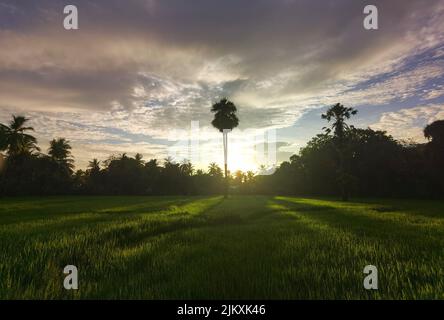 Una bella alba su un risaie in Sri Lanka Foto Stock