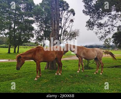 Due cavalli stalloni marroni in piedi sull'erba verde in un grande campo in campagna Foto Stock