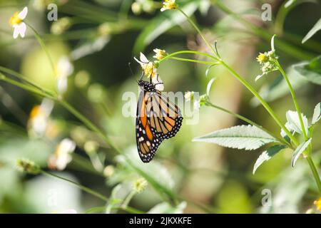 White farfalla pavone Foto Stock