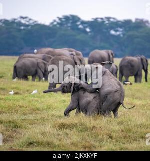 Due giovani elefanti che giocano nel gregge, animali divertenti nel parco di Amboseli in Kenya Foto Stock