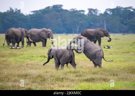 Due giovani elefanti che giocano nel gregge, animali divertenti nel parco di Amboseli in Kenya Foto Stock