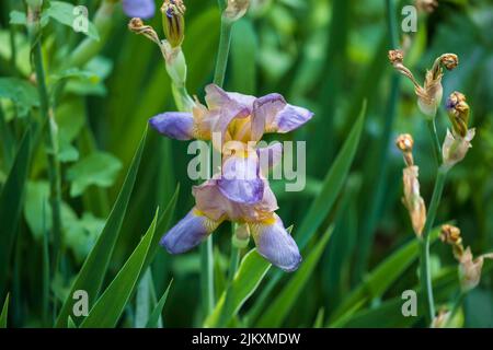 Alto Irisis blu che fiorisce in primavera. Kansas, Stati Uniti. Foto Stock