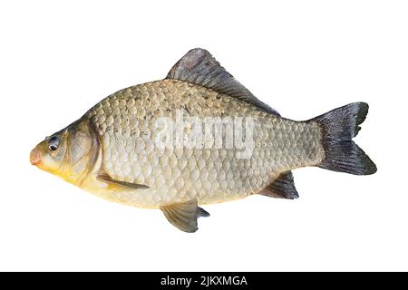 Una carpa di Crucian isolata su uno sfondo bianco Foto Stock