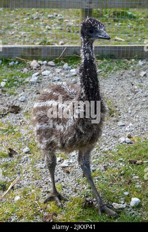 Un ritratto di un pulcino dell'emu in piedi su un sentiero di ghiaia in un giorno d'estate Foto Stock