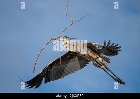 Un colpo d'angolo basso di un grande airone blu che vola con un ramo di legno nel suo becco Foto Stock