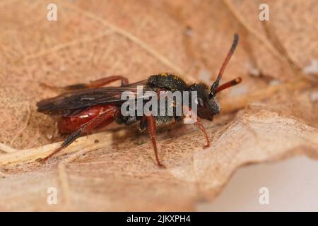 Primo piano sulla forma scura della colorata ape nomade rossa di Fabricious, Nomada fabbriciana seduta su una foglia secca Foto Stock