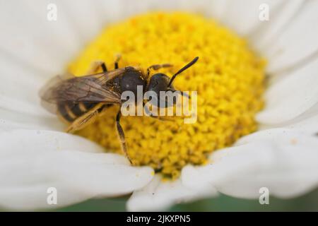 Closeup dorsale su una piccola ape solco marrone comune, Lasioglossum calceatum seduta su un fiore bianco giallo nel giardino Foto Stock
